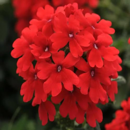 Red Verbena Flower Seeds – Heirloom Non-GMO High Germination Organic Garden Seeds