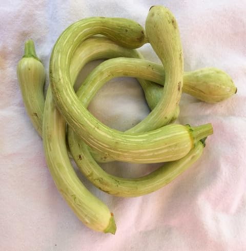 Green Trombocino Seeds – Heirloom, Non-GMO, High Germination Organic Garden Seeds Planting