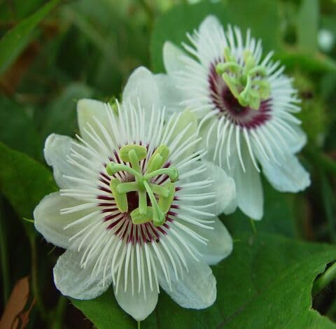 White Passion Flower Seeds – Heirloom, Non-GMO, High Germination Organic Garden Seeds