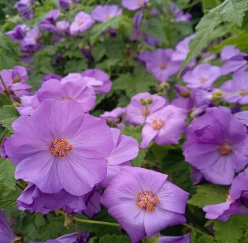 Purple Abutilon Flower Seeds for Planting – Heirloom Non-GMO High Germination Organic Garden Seeds