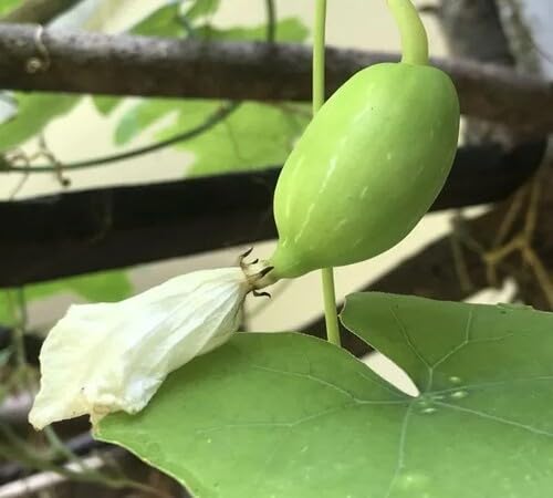 Green Ivy Gourd Seeds – Heirloom, Non-GMO, High Germination Organic Garden Seeds Planting