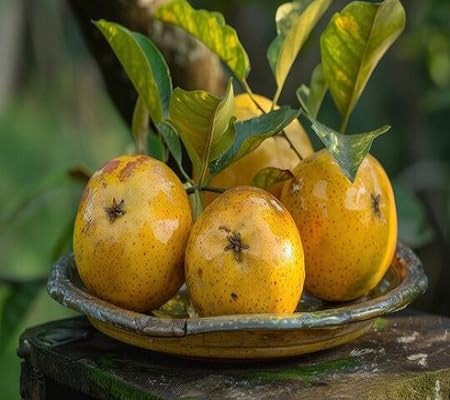 Aegle Marmelos Seeds Yellow Heirloom Non-GMO High Germination Organic Garden Seeds for Planting
