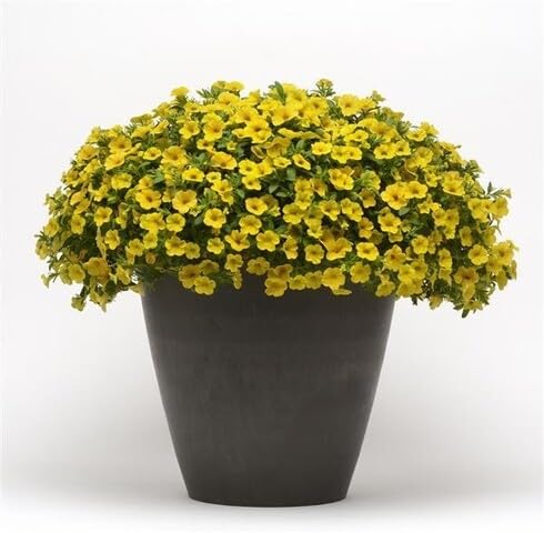 yellow calibrachoa flower seeds