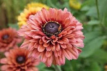 rudbeckiasaharaflowerheirloomnongmo flower seeds