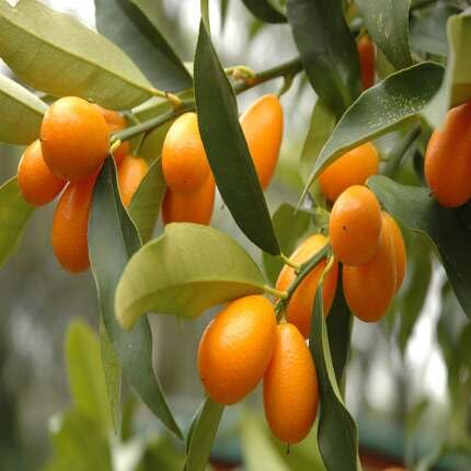 Kumquat Seeds Orange – Heirloom, Non-GMO, High Germination Organic Garden Seeds