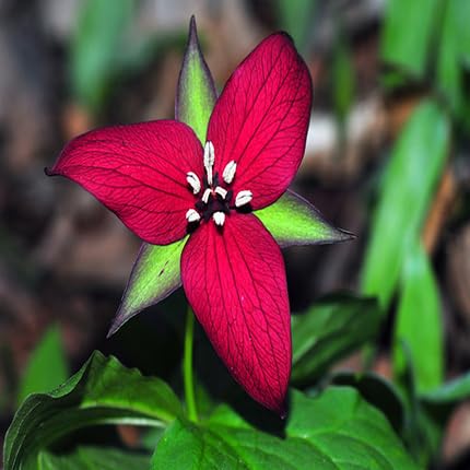 Red Trillium Erectum Flower Seeds Heirloom Non-GMO High Germination Organic Garden Seeds for Planting