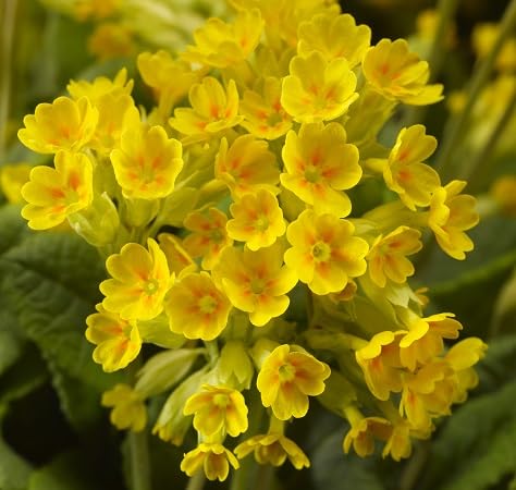 Semillas de flores de Prímula – Cimera, sin OGM, semillas orgánicas de alta germinación para plantar en el jardín