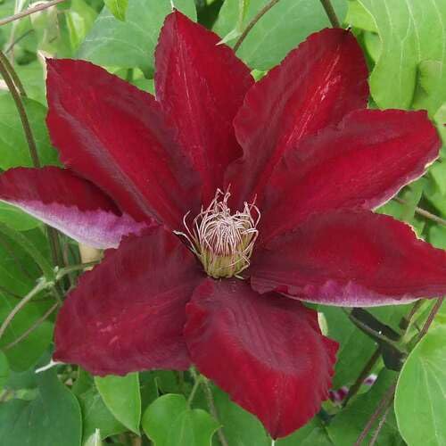 clematis flower flower seeds