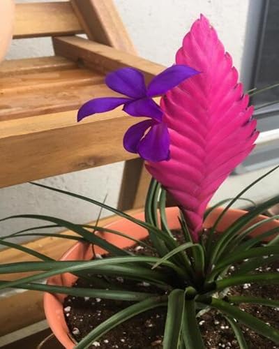 Pink Bromeliad Tillandsia Flower Seeds Heirloom Non-GMO High Germination Organic Garden Seeds for Planting