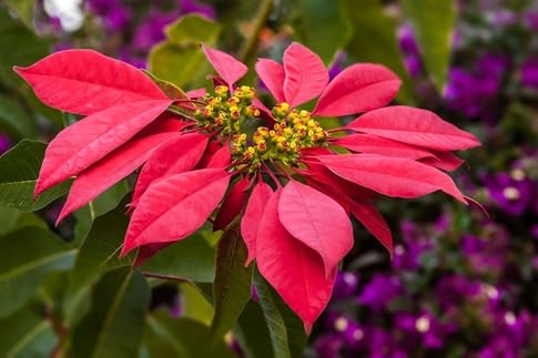 Rote Weihnachtsstern-Blumensamen – Alte Sorte gentechnikfrei hohe Keimrate Bio-Garten