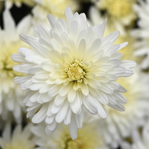 Chrysanthemum Flower Seeds White Heirloom Non-GMO High Germination Organic Garden Seeds for Planting