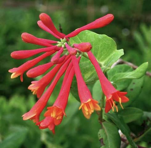 Pink Lonicera Sempervirens Flower Seeds Heirloom Non-GMO High Germination Organic Garden Seeds for Planting