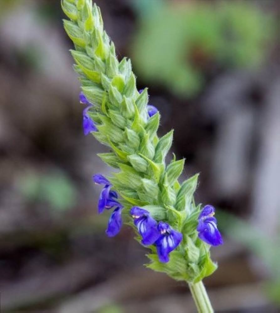 Chia Herb herb seeds