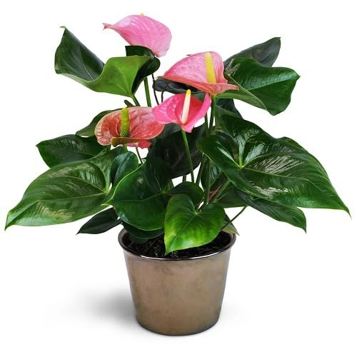 Pink Bonsai Anthurium Flower Seeds Heirloom Non-GMO High Germination Organic Garden Seeds for Planting