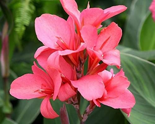 Pink Canna Flower Seeds Heirloom Non-GMO High Germination Organic Garden Seeds for Planting