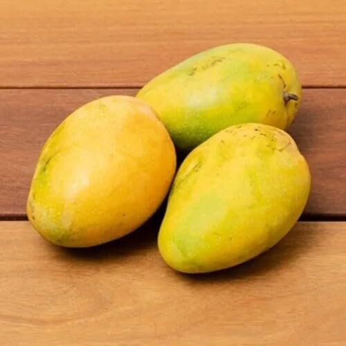 Yellow Mango Seeds – Heirloom, Non-GMO, High Germination Organic Garden Seeds