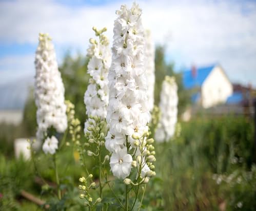 whitedelphiniumflowerheirloomnongmo flower seeds