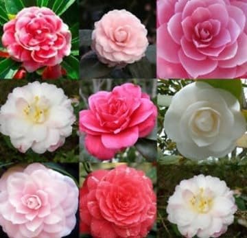 don mac flower seeds