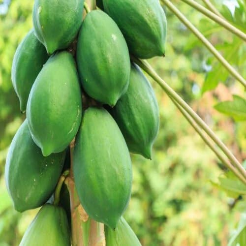 Green Papaya Seeds – Heirloom, Non-GMO, High Germination Organic Garden Seeds