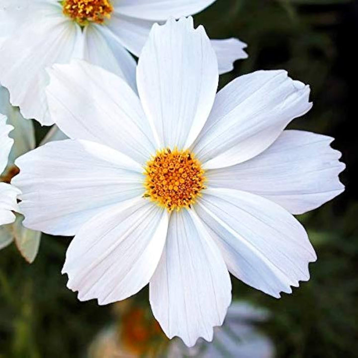 Cosmos Flower Seeds White – Heirloom Non-GMO High Germination Seeds
