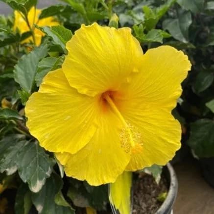Yellow Hibiscus Flower Seeds – Heirloom Non-GMO High Germination Organic Garden Seeds