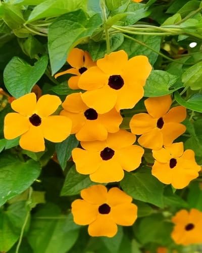 Yellow Thunbergia Flower Seeds Heirloom Non-GMO High Germination Organic Garden Seeds for Planting