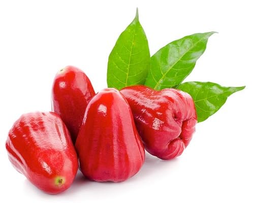 Rose Apple Fruit Seeds Red for Planting – Heirloom, Non-GMO, High Germination Organic Garden Seeds