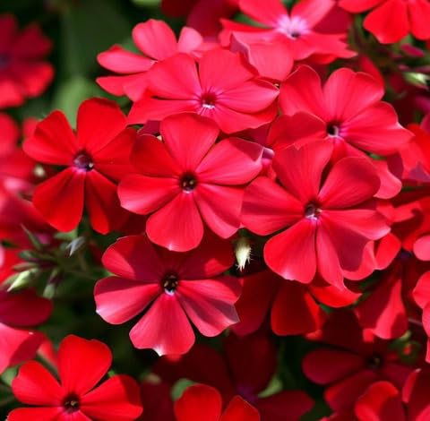 Red Phlox Flower Seeds Heirloom Non-GMO High Germination Organic Garden Seeds