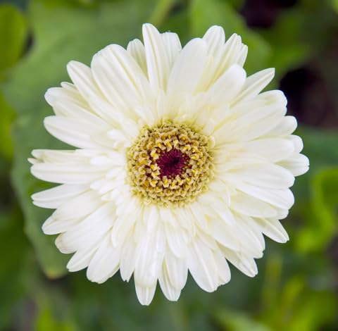 White Gerbera Flower Seeds Heirloom Non-GMO High Germination Organic Garden Seeds for Planting