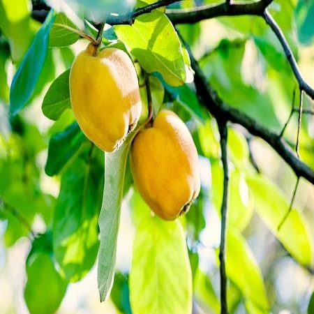 Quince Fruit Seeds Heirloom Non-GMO High Germination Organic Garden Seeds for Planting
