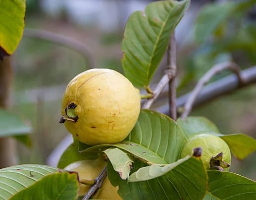 Yellow Guava Seeds – Heirloom, Non-GMO, High Germination Organic Garden Seeds