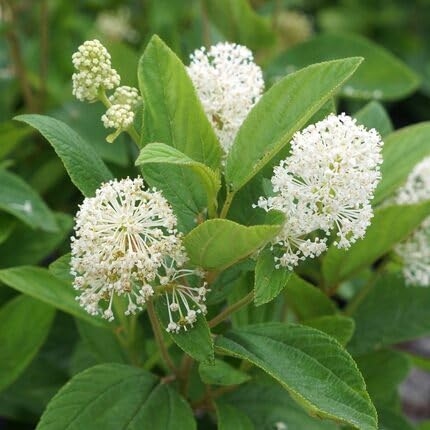 Weiße Ceanothus Blumensamen zum Pflanzen – Erbstück, gentechnikfrei, hohe Keimfähigkeit