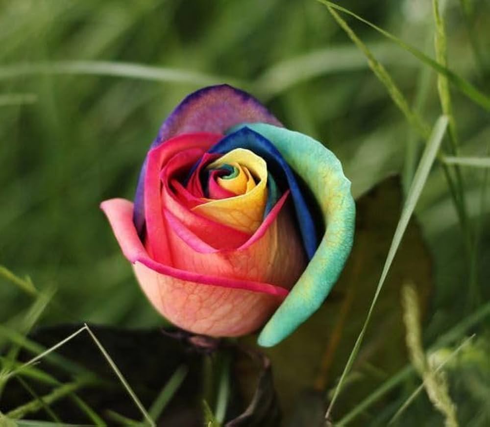 rainbow rose flower seeds