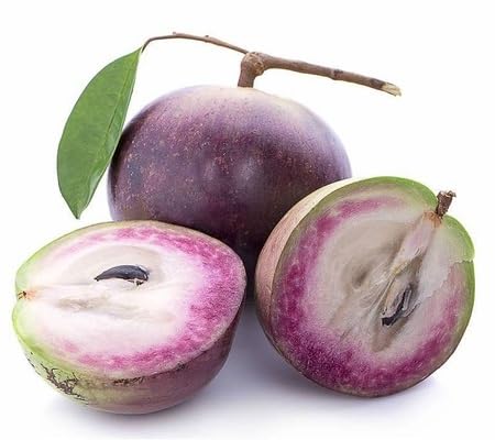Caimito Seeds – Heirloom, Non-GMO, High Germination Organic Garden Seeds