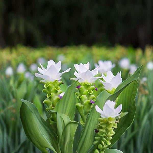 Curcuma Flower Seeds White for Planting – Heirloom Non-GMO High Germination Seeds