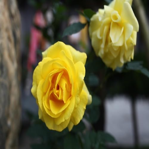 Yellow Rose Flower Seeds – Heirloom, Non-GMO, High Germination Seeds for Planting
