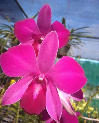 Pink Dendrobium Flower Seeds for Planting – Heirloom Non-GMO High Germination Organic Garden Seeds