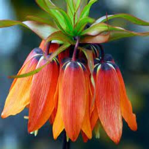 kaiserkrone flower flower seeds