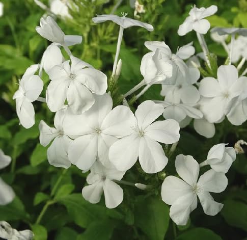 Plumbago Flower Seeds – Heirloom, Non-GMO, High Germination Organic Garden Seeds for Planting Seeds for Planting
