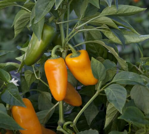 Pepper Yellow Seeds – Heirloom, Non-GMO, High Germination Organic Garden Seeds Planting