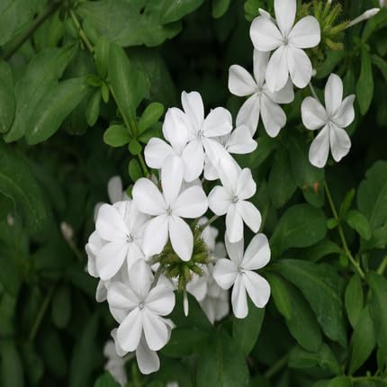 Plumbago Flower Seeds White – Heirloom Non-GMO High Germination Organic Garden Seeds