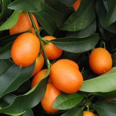Kumquat Seeds – Heirloom, Non-GMO, High Germination Organic Garden Seeds