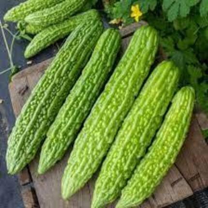 Bitter Melon Green Seeds – Heirloom, Non-GMO, High Germination Organic Garden Seeds Planting