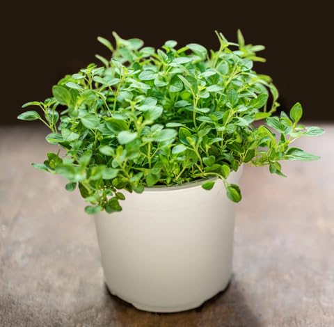 green marjoram flower seeds