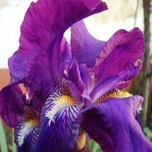 Purple Calla Lilly Flower Seeds – Heirloom, Non-GMO, High Germination Organic Garden Seeds for Planting