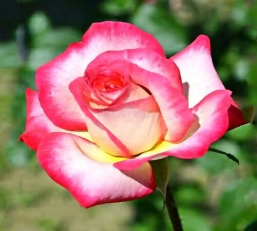 White Pink Rose Flower Seeds Heirloom Non-GMO High Germination Organic Garden Seeds for Planting