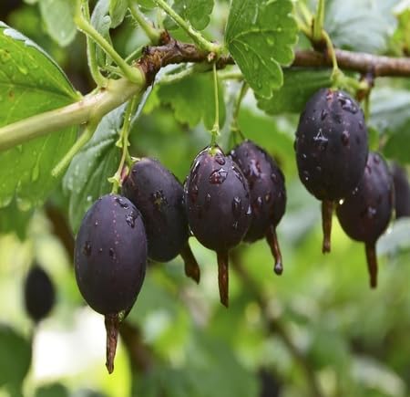 Black Jostaberry Seeds Heirloom Non-GMO High Germination Organic Garden Seeds for Planting
