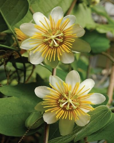 Yellow Passion Seeds Heirloom Non-GMO High Germination Organic Garden Seeds for Planting