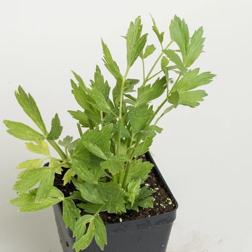 green lovage flower seeds