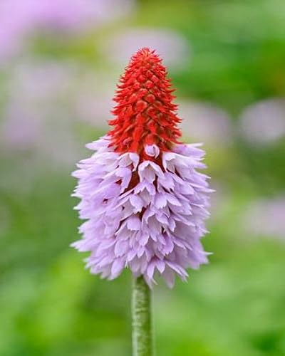 Pink Orchid Primrose Flower Seeds for Planting – Heirloom Non-GMO High Germination Organic Garden Seeds